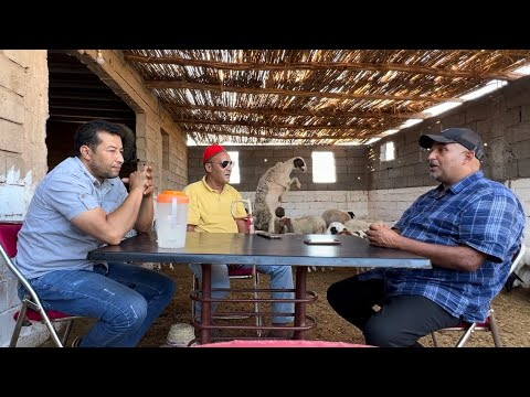 ما شاء الله ♥️ لي يبغا يشري الدمانية من عند خالد في رحامنة والمعلومات يتاصل بالرقم ادنى 👇الفديو