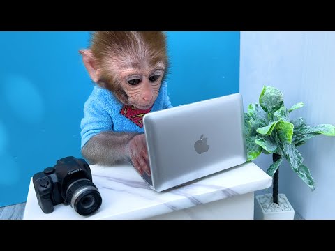 Singe Bon Bon découvre les supercars colorées en faisant du shopping avec le petit ours