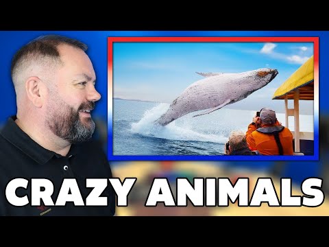 Craziest Animal Encounters of All Time REACTION | OFFICE BLOKES REACT!!