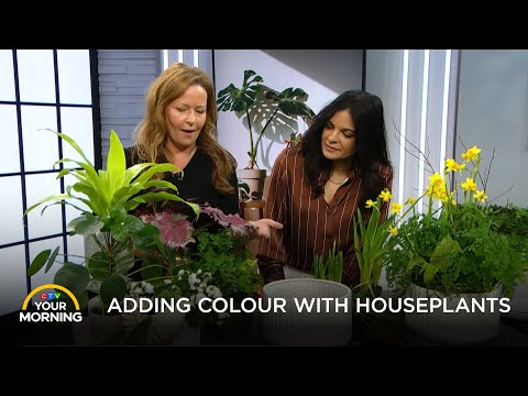 Adding Colour with Houseplants | Your Morning