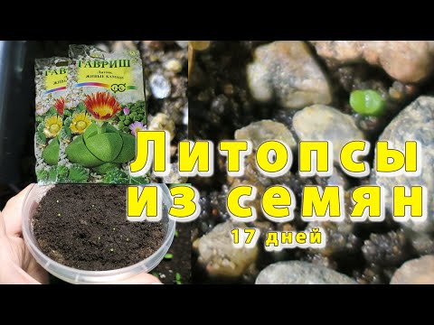 Выращивание живых камней из семян. Мои ошибки