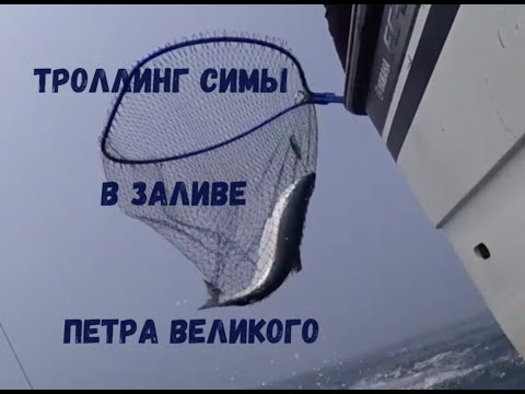 Рыбалка на Симу троллингом в мае  2022 года в заливе Петра Великого