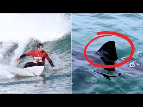 The Horrifying Recent Shark Attack at Long Reef Beach, Australia