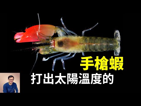 把手槍打出太陽溫度的手槍蝦，神似一拳超人的皮皮蝦，以及海洋第一快刀螳螂蝦【老肉雜談】#動物 #海洋生物 #海鮮 #蝦 #shrimp