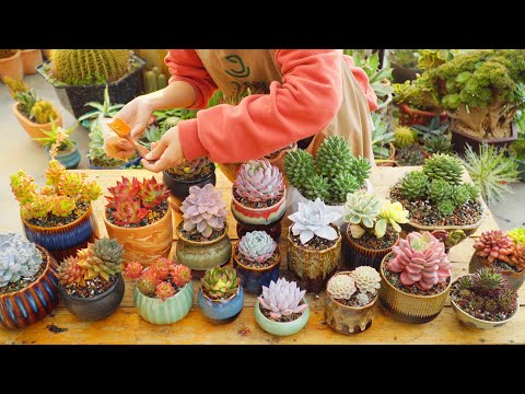 2024 - Spring Vlog - Repot some lovely succulents // Joy Garden Succulent
