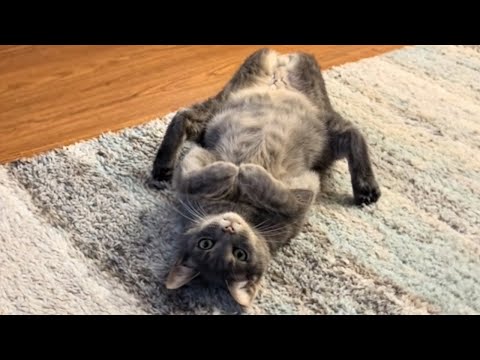 CATS: Crazy Antics and Unpredictable Mayhem