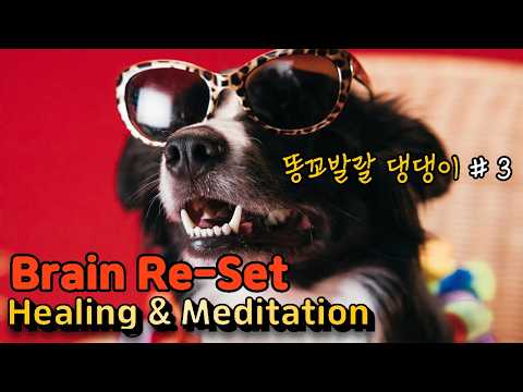 [똥꼬발랄한 댕댕이 힐링영상]#3 / 경쾌한 음악과 함께 하루의 힘들었던 일들은 저버리고, 이 영상보시고 힐링하세요.