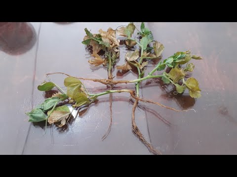 اسرار موت البسلة ( البازلاء ) في الاراضي الجديدة وطرق العلاج حلقة ٩١٣