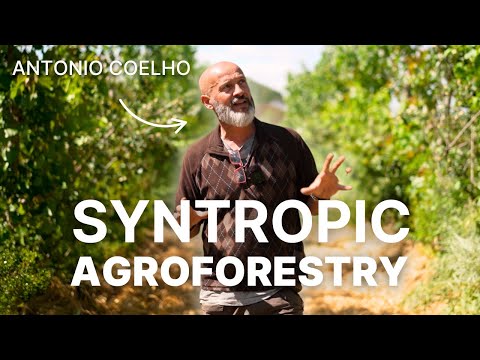 Syntropic Agroforestry: The Future of Farming?