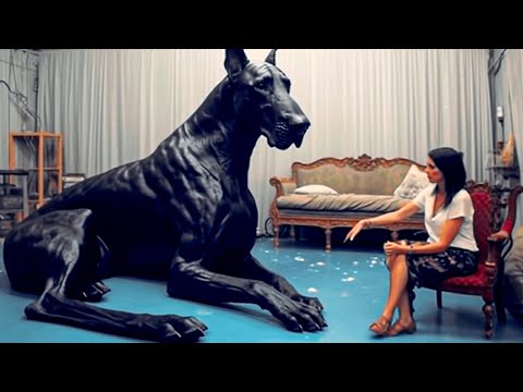 15 Abnormally Large Dogs That Actually Exist