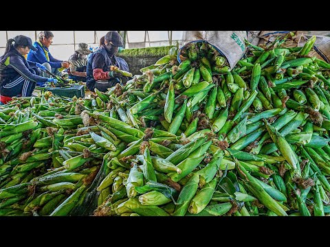 한국에서 인기있는 길거리 음식 몰아보기! / popular korean street food video collection!