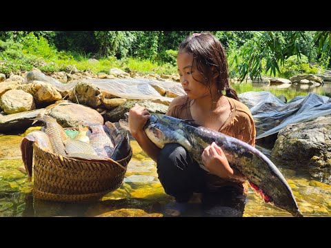 The orphan girl stacked rocks to block the stream to catch fish, harvesting carp to sell.