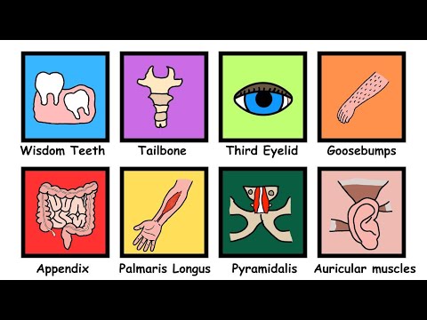 Body Parts That are Technically Useless Explained in 8 Minutes