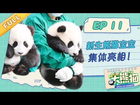 【熊猫慢综艺】大合照! 新生熊猫宝宝集体亮相 | 成长吧大熊猫