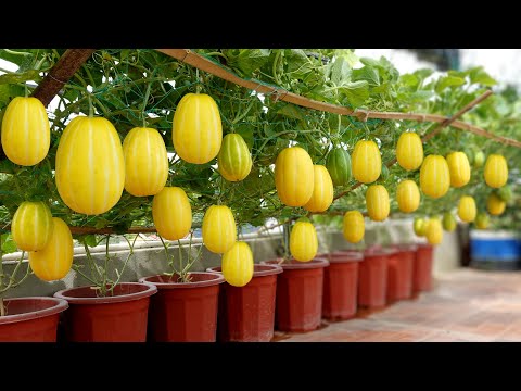 Pocket How to Grow Korean Melon, Super Sweet, Eat All Summer, You Should Try