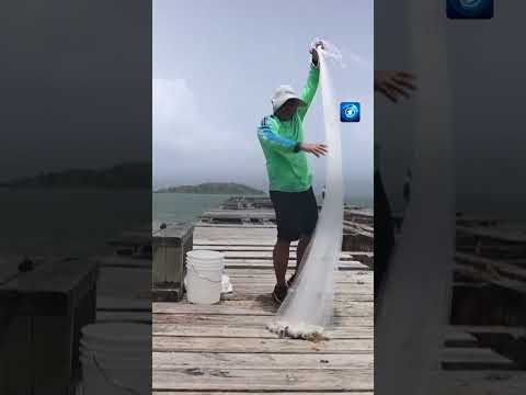In der Karibik wurden im Mai große Mengen stinkender Stachelalgen angespült. #Strand #tagesschau