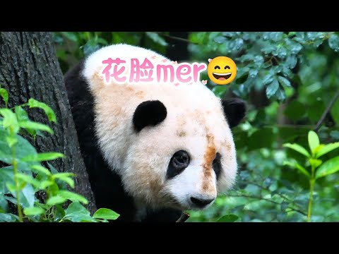 9.11 So much fun today! HeHua broke a tree and messed her face all over with mud😆