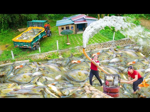 Drain Ly Hieu Hieu's Fish Pond To Catch A Lot Of Fish, Use Truck To Transport Many Fish Go To Sell