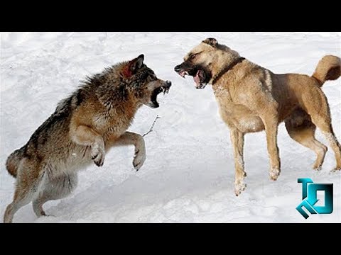 WOLFHOUNDS / 7 DOGS ABLE TO DEFEAT A WOLF