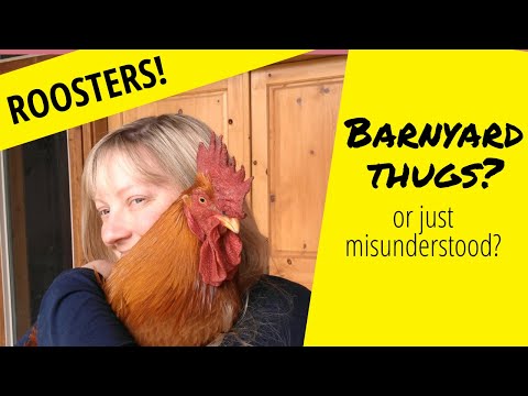 Roosters are NOT bad!