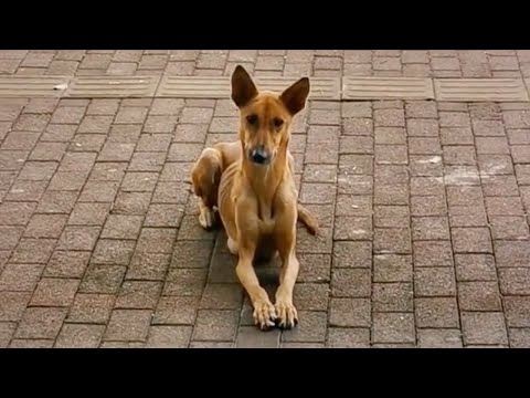 Patiently lying in front of the restaurant, she begged for some food to feed her two children