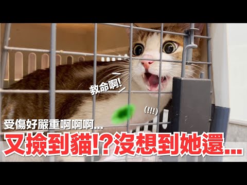 【好味小姐】又撿到貓！？沒想到她還...｜好味貓日常139