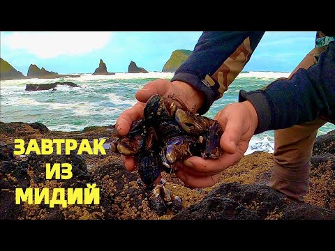 СВЕЖИЕ МИДИИ. СОБИРАЕМ, ГОТОВИМ И НАСЛАЖДАЕМСЯ! ЗВУЧИТ БАНАЛЬНО НУ И ПУСТЬ. МОРЕПРОДУКТЫ В США.