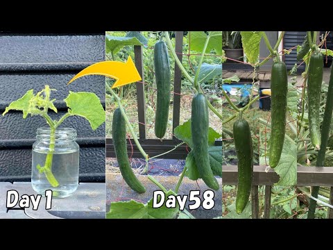 How to grow cucumbers from the stem Semi-Permanently