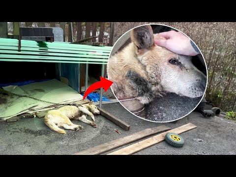 After 11 years of being chained, the dog thought he would be free, but suffering came