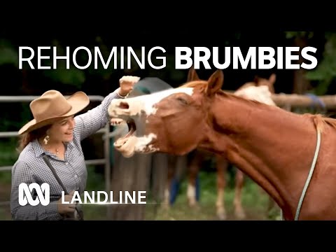 Rehoming brumbies transforms lives for horses, owners | Landline | ABC Australia