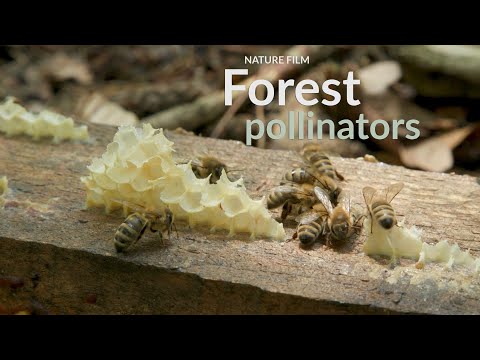 Forest pollinators