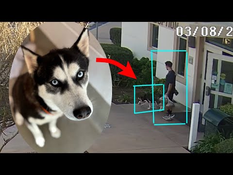 Man Caught Abandoning His Husky, Here’s what Happened Next…🥺