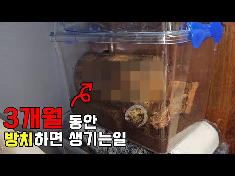 벌레를 넣고 3달간 방치했더니 생긴 일..ㄷㄷ