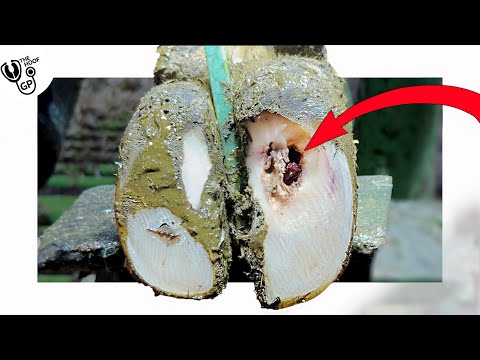 deep HOLE in COW's HOOF ... & it's NOT her only problem!!!