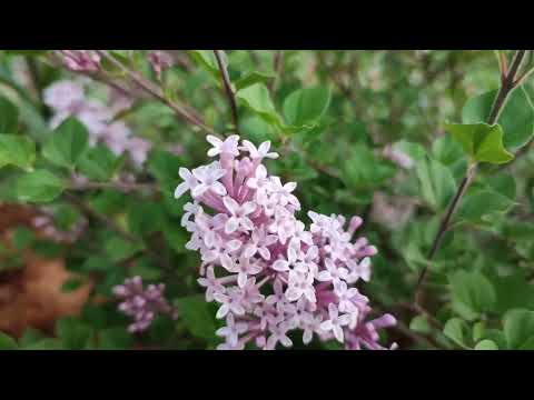 Май в саду. Прогулка по саду. Цветет вейгела...