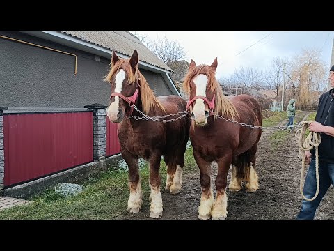 💥LESYA AND KATALEYA🪷STRONG MARES🎯🔥