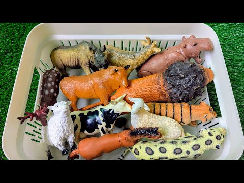 Lion Guides the Animal Discovery | Farm & Jungle Animal Names for Kids with Sounds