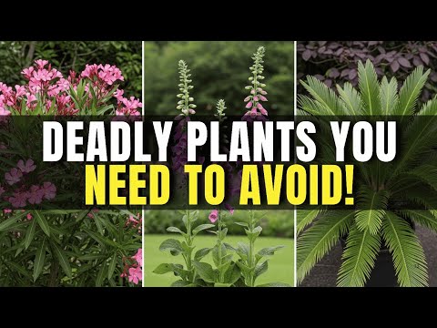 7 Most Dangerous Plants You Should Never Buy from Nurseries ( Plus Safer alternatives)