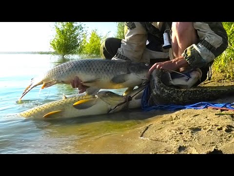 THESE ARE TORPEDOES... METER-HIGH MONSTERS😮!!!! JUST FOR A WORM FISHING FOR CARP