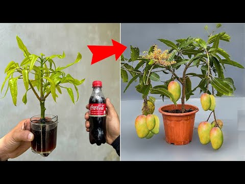SUPER SPECIAL technique of propagating mangoes using Coca Cola, super fast growth many times