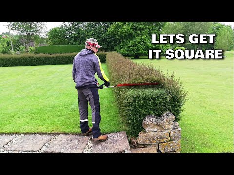 AMAZING Hedge Recovery, Trimming An Overgrown FORMAL HEDGE