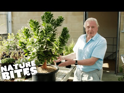 David Attenborough's Miracle Plant Took 200 Years To Grow | Nature Bites
