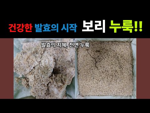 [누룩살림] 보리누룩 만들기 따라해 보세요. 신기합니다.