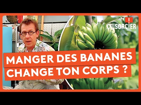 Pourquoi manger des bananes change ton corps ? - C'est pas sorcier