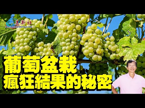 The secret of crazy fruiting of potted grapes