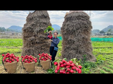 FULL VIDEO: Harvest the garden of red radish, papaya, and purple sugarcane to sell at the market