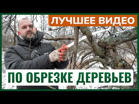 Обрезка деревьев ✂️ Учимся с нуля за 4 шага