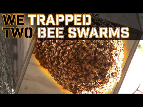 Trapping Bee Swarms in Texas | Horizontal Bee Hive Design