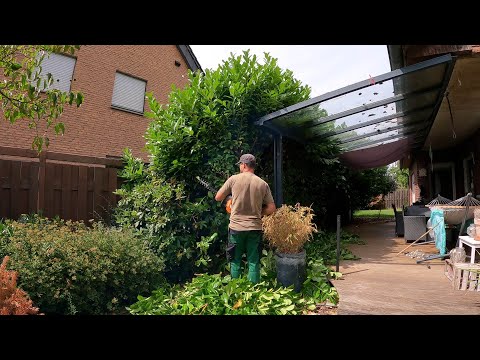 Pruning OVERGROWN Hedges in the Front and Back yards!