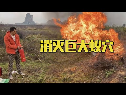 广西成红火蚁重灾区，小伙用汽油浇上大蚁穴，一把火把蚂蚁烧精光